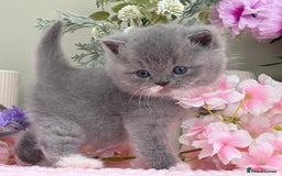 British Shorthair cats for sale:  Quality British kittens - Image 6