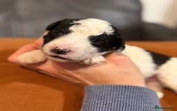 Sheepadoodle dogs for sale: Lovely Litter of F1 Sheepadoodles 5⭐️ license  - Image 12