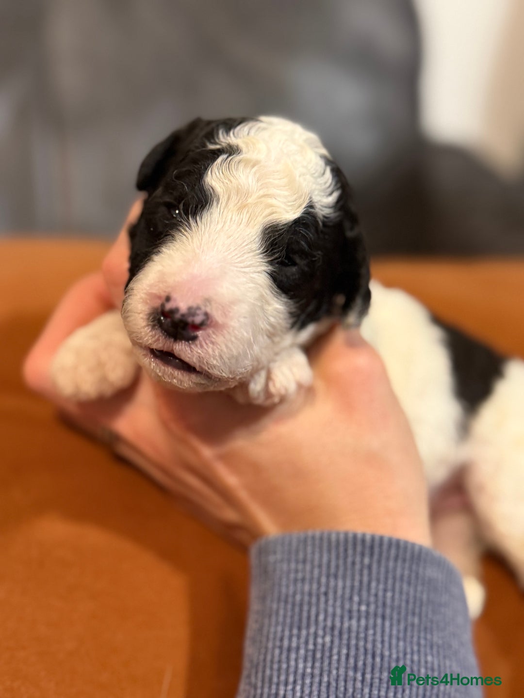 Sheepadoodle dogs for sale: Lovely Litter of F1 Sheepadoodles 5⭐️ license  - Image 12