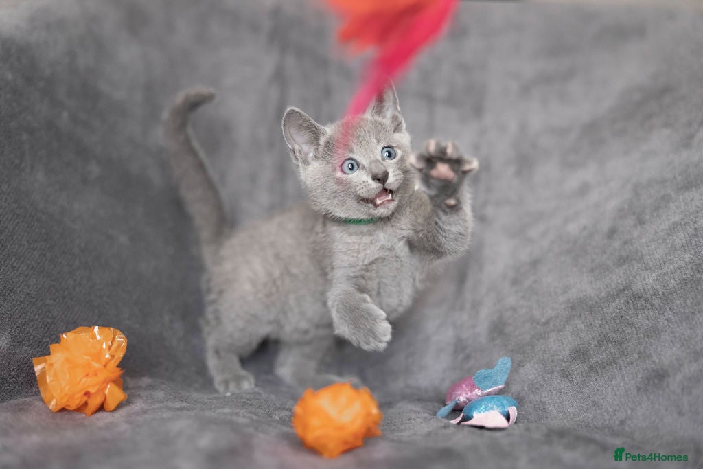 Russian Blue cats TICA Reg Boutique Russian Blue Kittens  - Advert 7