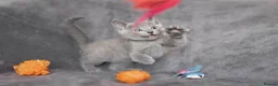 Russian Blue cats for sale: TICA Reg Boutique Russian Blue Kittens  - Advert 17