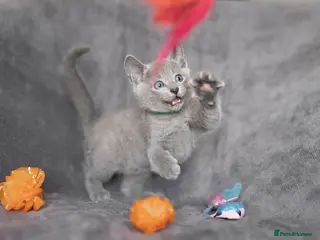 Russian Blue cats TICA Reg Boutique Russian Blue Kittens - Advert 7