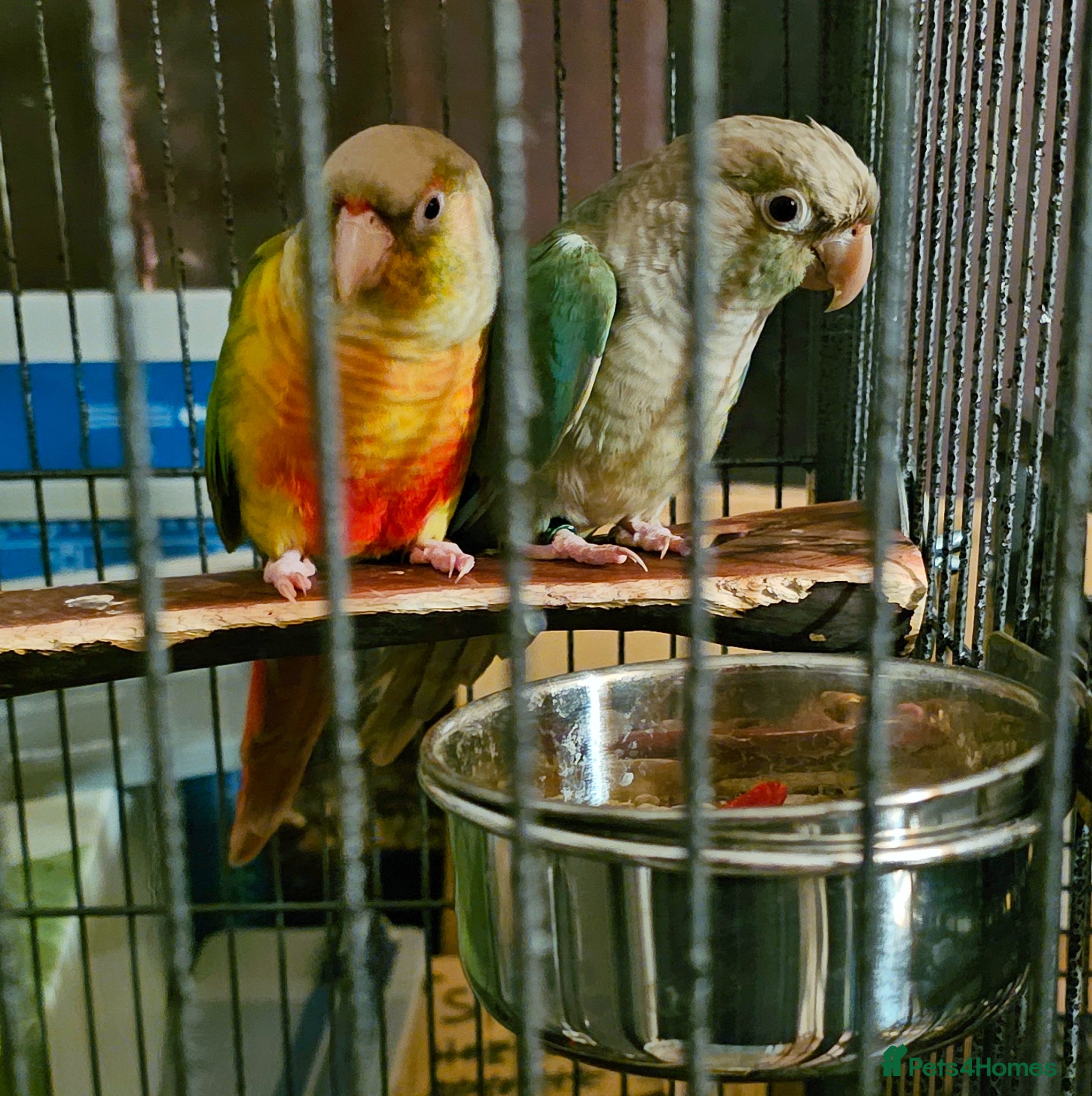 Conures birds for sale: Blue crown, sun conure, green cheeks  - Advert 7