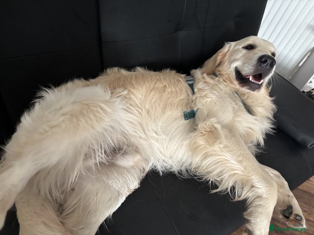 Golden Retriever dogs for sale: Golden Retriever puppies - Loving Homes Wanted  - Image 7