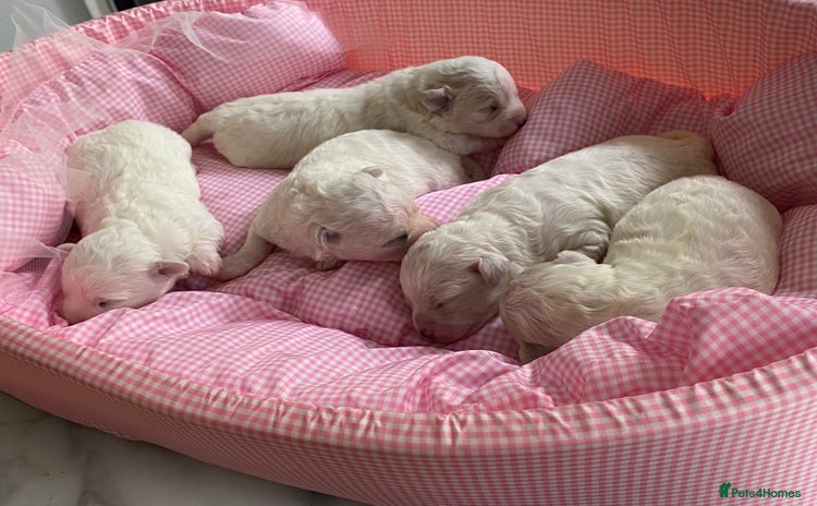 Bichon Frise dogs - Advert 1