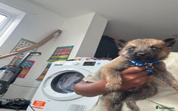 Mixed Breed dogs for sale: German Shepherd x Belgian Malinois - Image 6