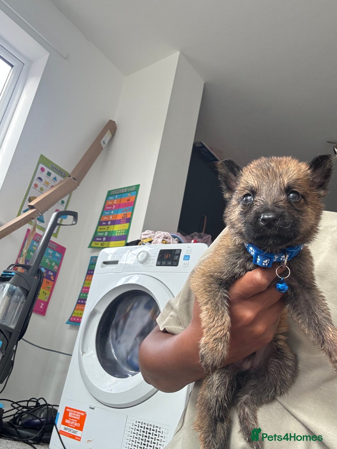 Mixed Breed dogs for sale: German Shepherd x Belgian Malinois - Image 6