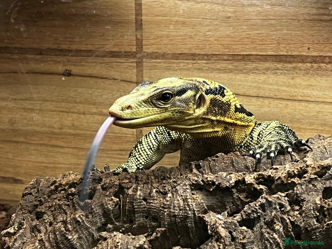 Monitor reptiles for sale: Yellow headed water monitor (cumingi) - Image 5