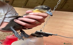 Ducks poultry for sale: Indian Runner Ducklings - Image 1