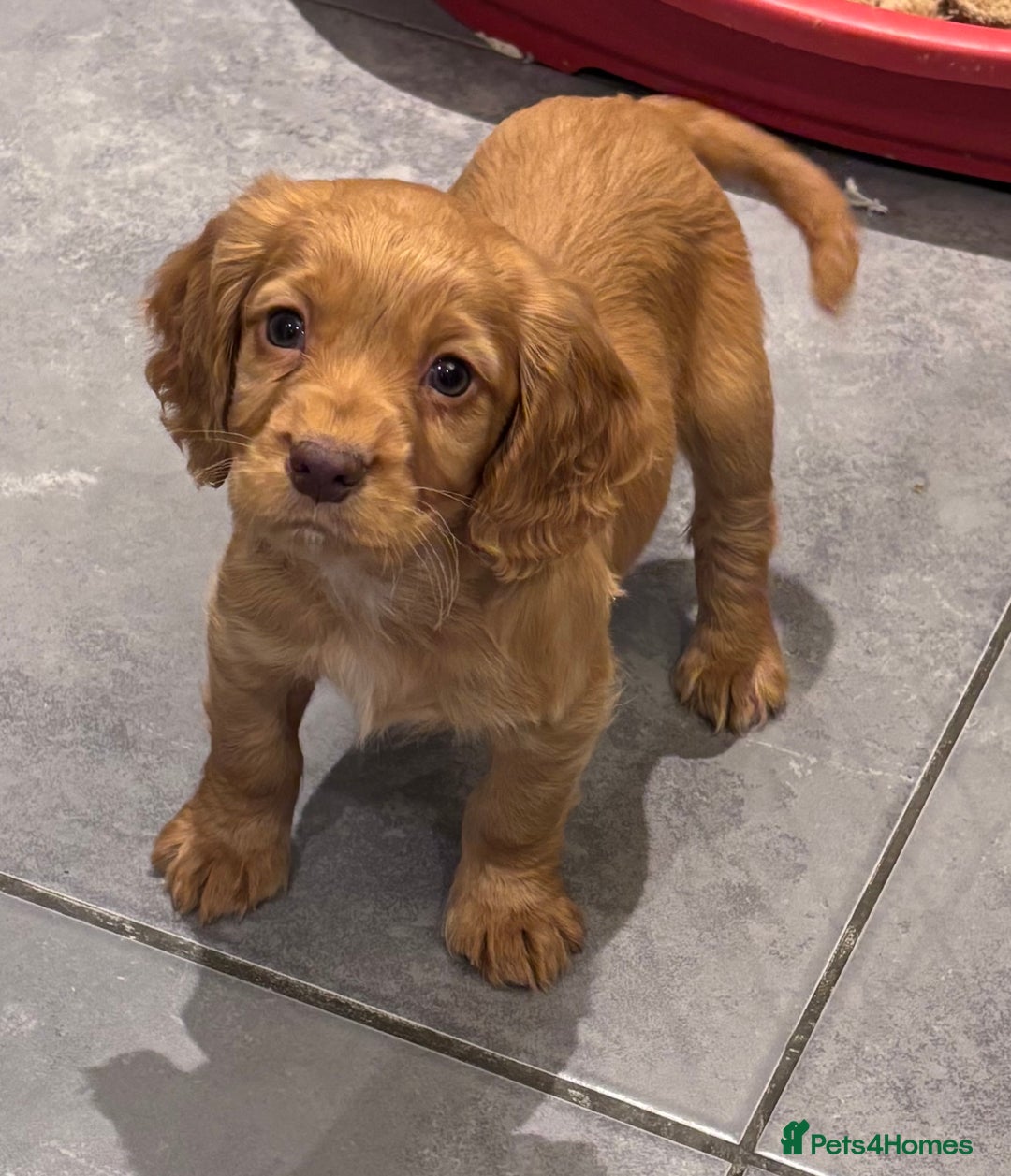 Cocker Spaniel dogs for sale: Working cocker spaniel now ready - Advert 5