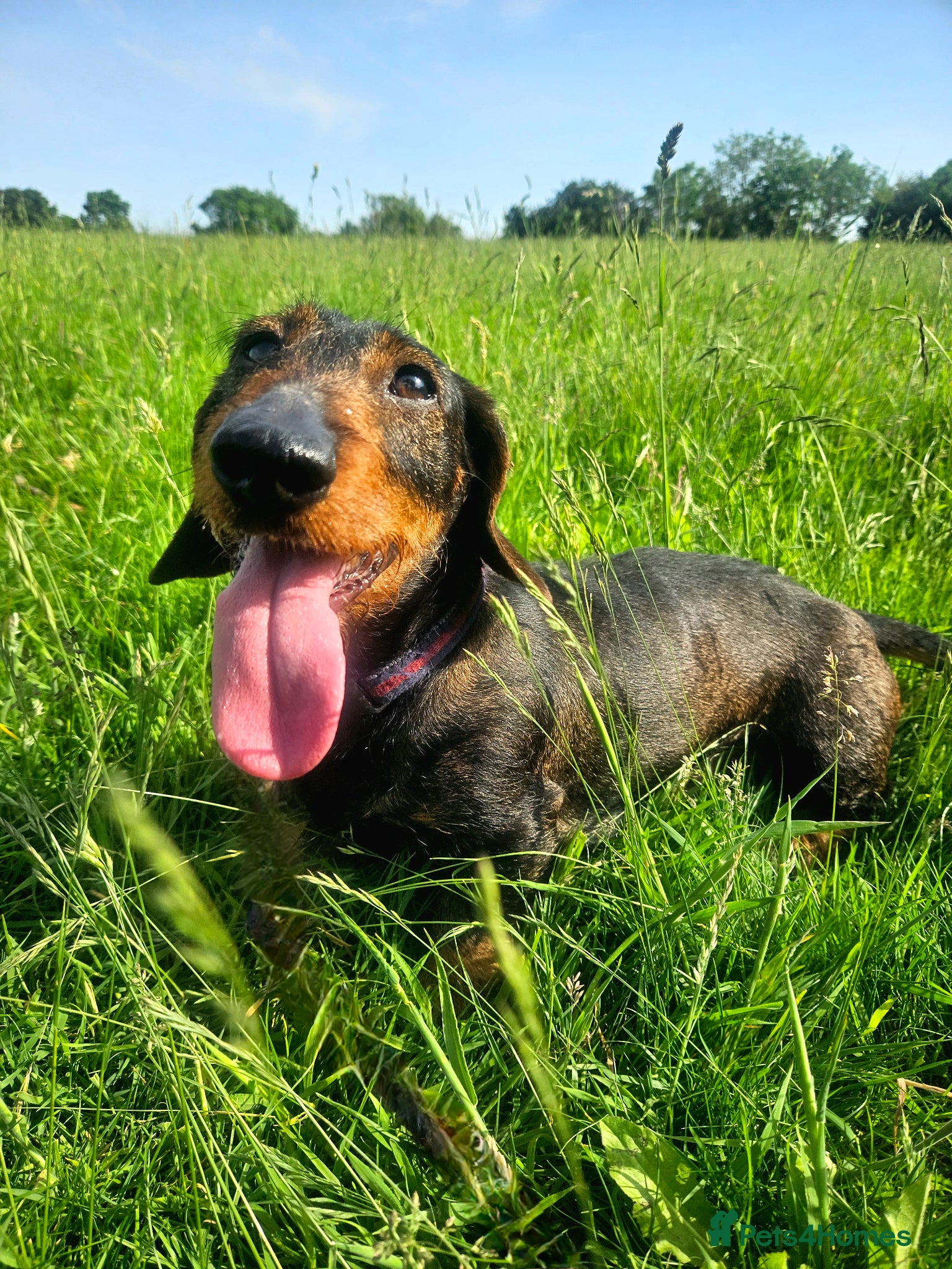 Dachshund dogs Razzle – 5-Year-Old KC Registered Teckel Bitch - Advert 3