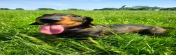 Dachshund dogs for sale: Razzle – 5-Year-Old KC Registered Teckel Bitch - Advert 2