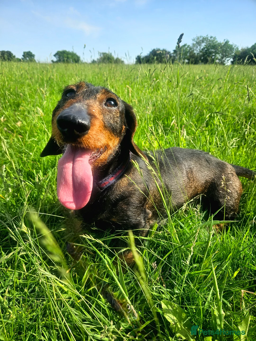 Dachshund dogs for sale: Razzle – 5-Year-Old KC Registered Teckel Bitch - Advert 2