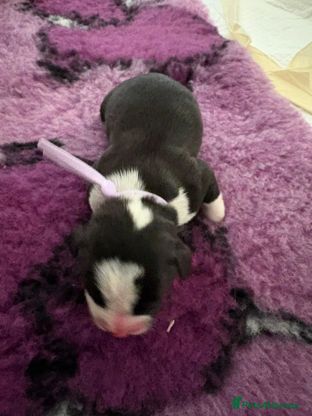 Staffordshire Bull Terrier dogs for sale: Gorgeous staff pups  in London - Advert 7