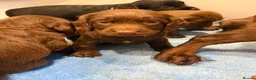 Cocker Spaniel dogs for sale: Cocker spaniel puppies - Advert 12