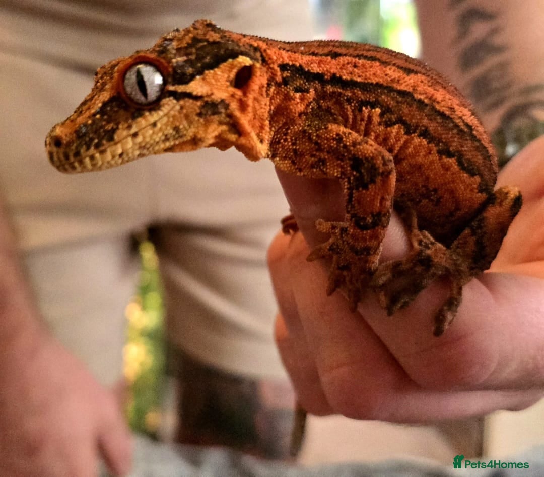 Gecko reptiles for sale: Male Gargoyle Gecko - Image 6