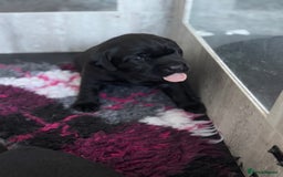 Labrador Retriever dogs for sale: Stunning litter of chunky black Labradors - Advert 10