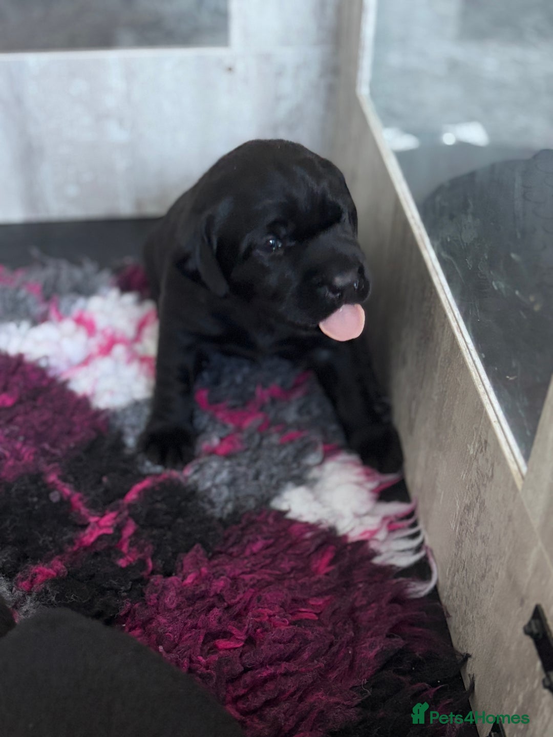 Labrador Retriever dogs for sale: Stunning litter of chunky black Labradors - Advert 10