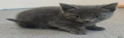 British Shorthair cats for sale: British ShortHair Fluffy Kittens  - Advert 4