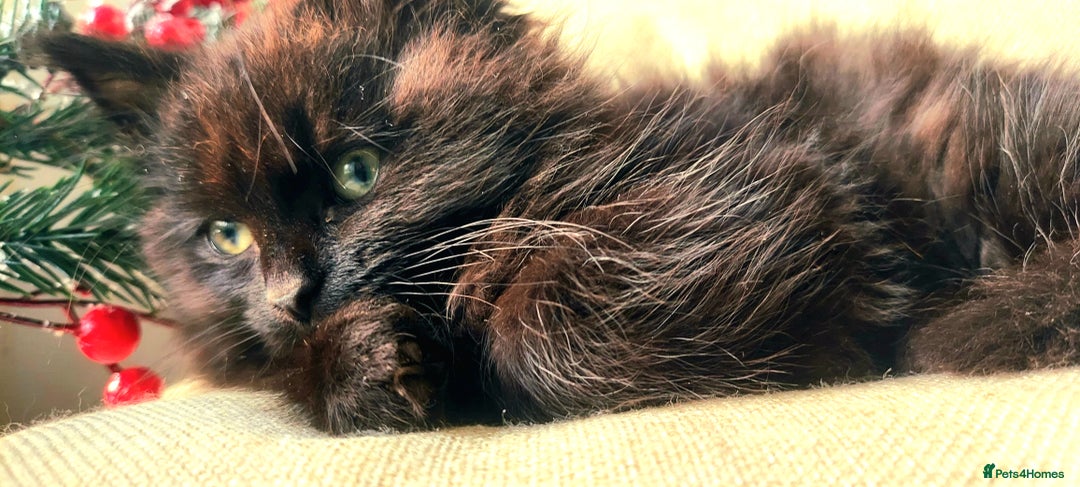 York Chocolate cats for sale: Green-eyed kittens , - Image 1