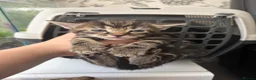 Mixed Breed cats for sale: 7 beautiful sweet friendly kittens  - Advert 10