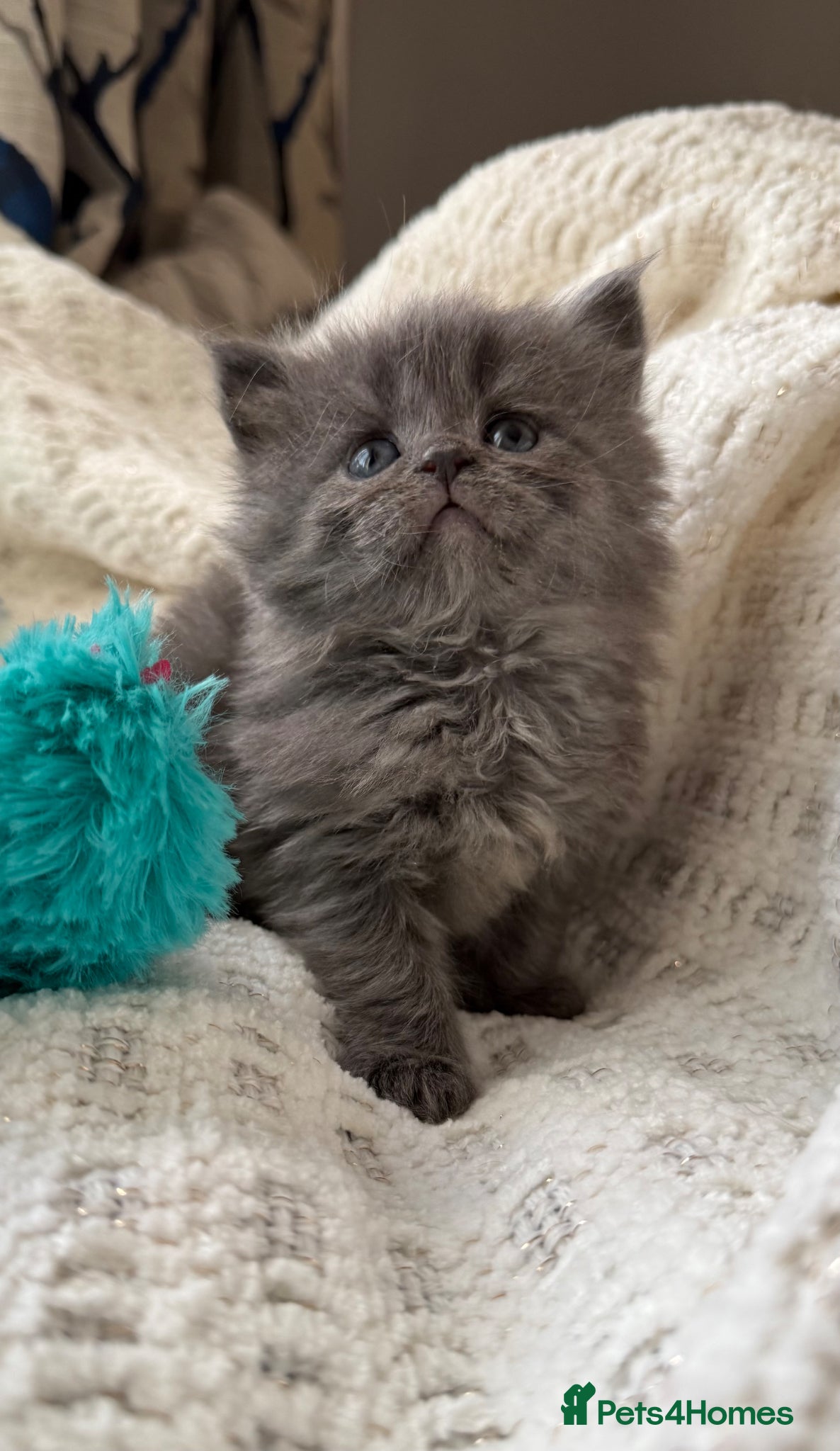 Mixed Breed cats Maine coon/Scottish fold /point  - Advert 16