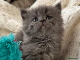 Mixed Breed cats Maine coon/Scottish fold /point - Advert 3