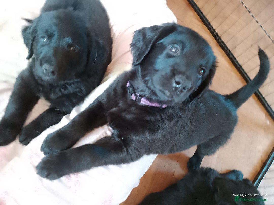 Goldendoodle dogs for sale: Goldendoodles. Family pets - Advert 33