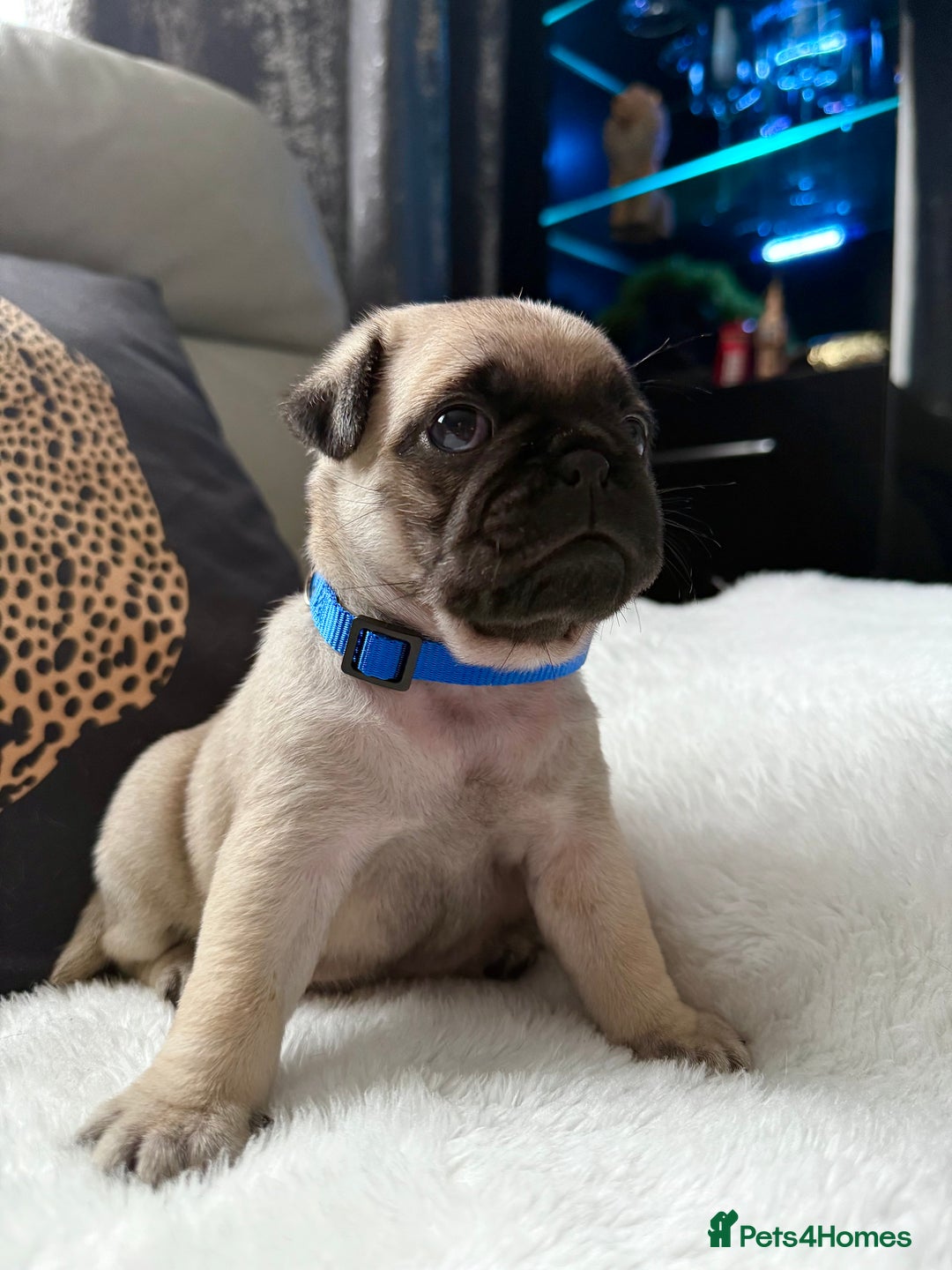 Pug dogs for sale: Cute Pug Puppies Looking for a New Home! ✨ - Advert 11