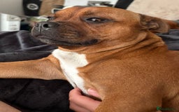 Staffordshire Bull Terrier dogs for sale: Red Staffordshire Bull Terrier Puppies - Image 5