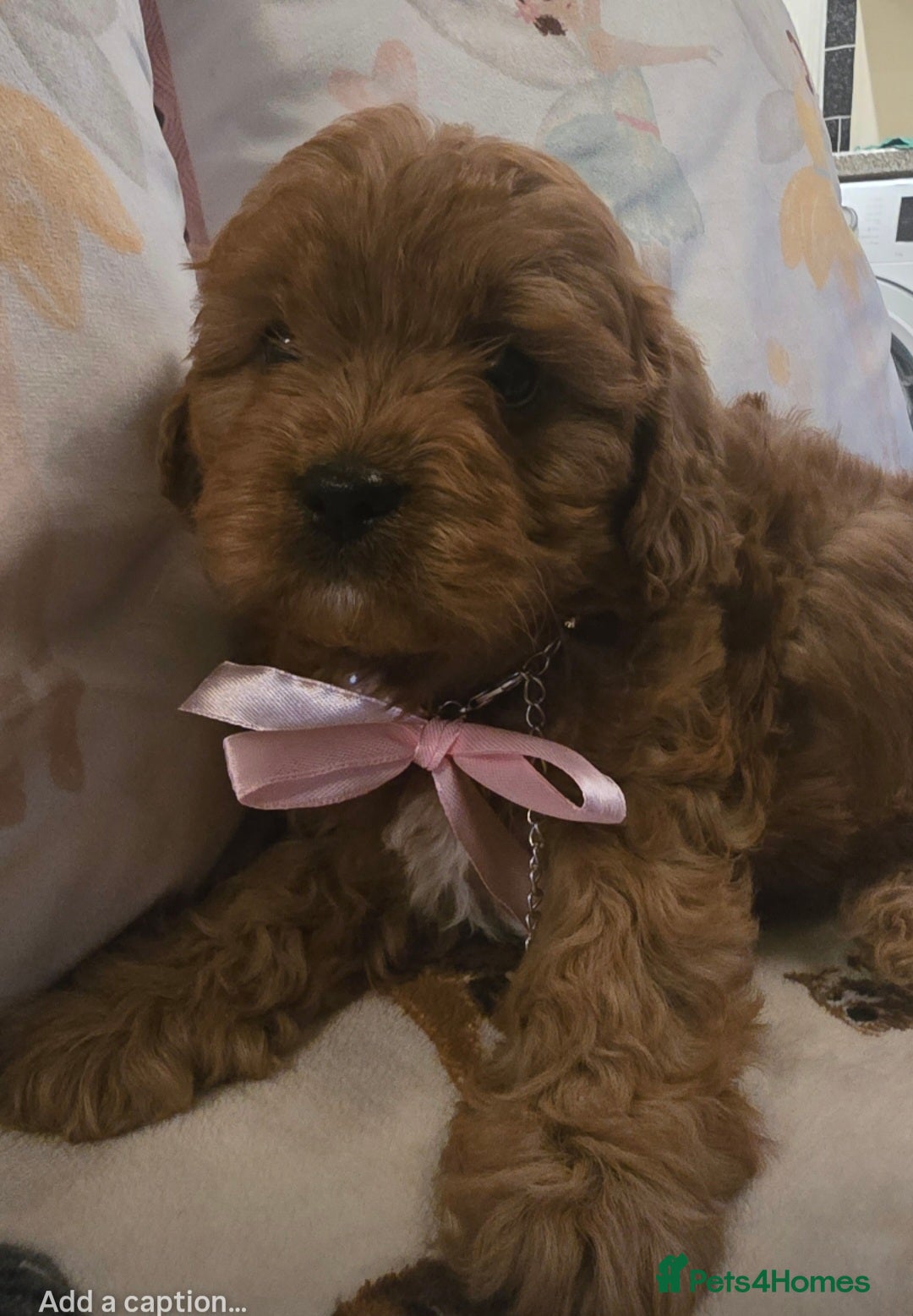 Cavapoo dogs for sale: Ruby red cavapoo puppies - Image 8