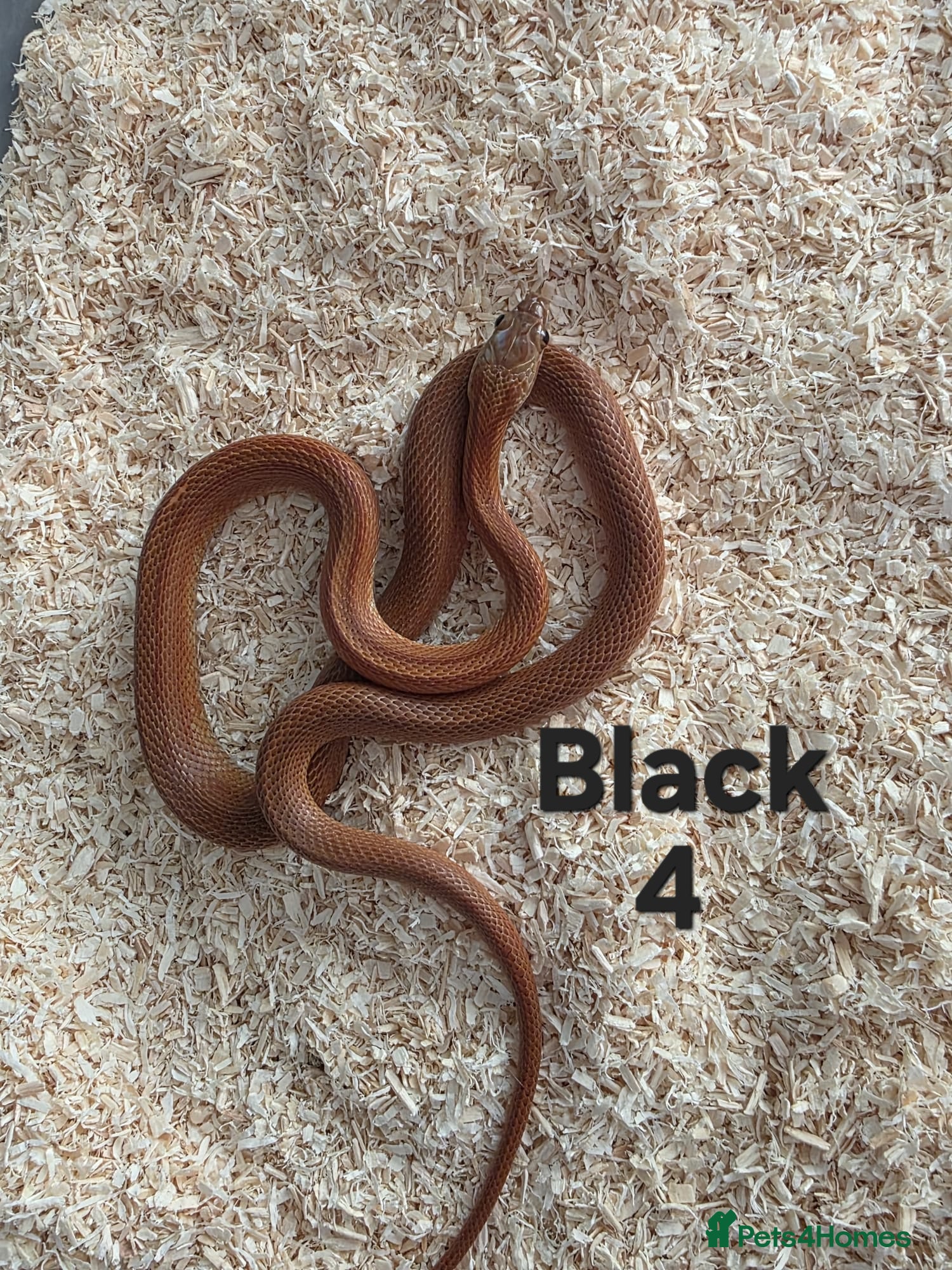 Corn Snake reptiles for sale: Various Cornsnakes avilable  - Advert 3