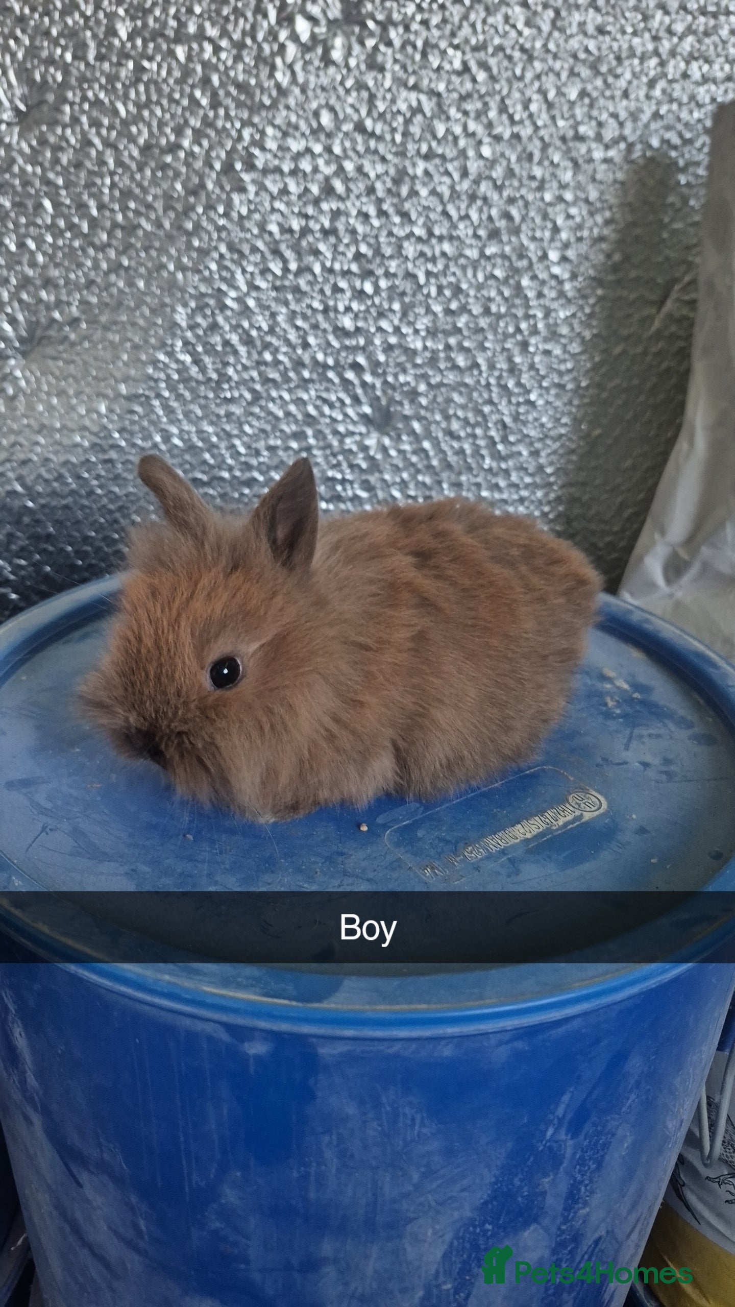 Lionhead rabbits Lionhead Baby bunny rabbits 8 weeks old - Advert 2