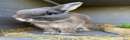 Mixed Breed rabbits for sale: Male rabbit  in Southampton - Advert 3