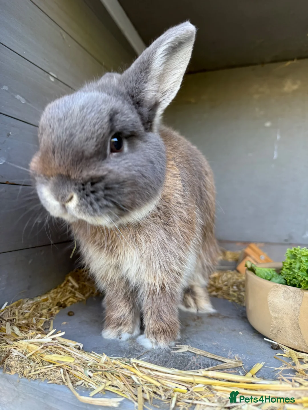 Mixed Breed rabbits for sale: Male rabbit  in Southampton - Advert 3