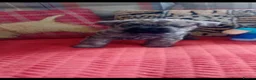 Cairn Terrier dogs for sale: KC registered Cairn terriers in Denbigh - Advert 8