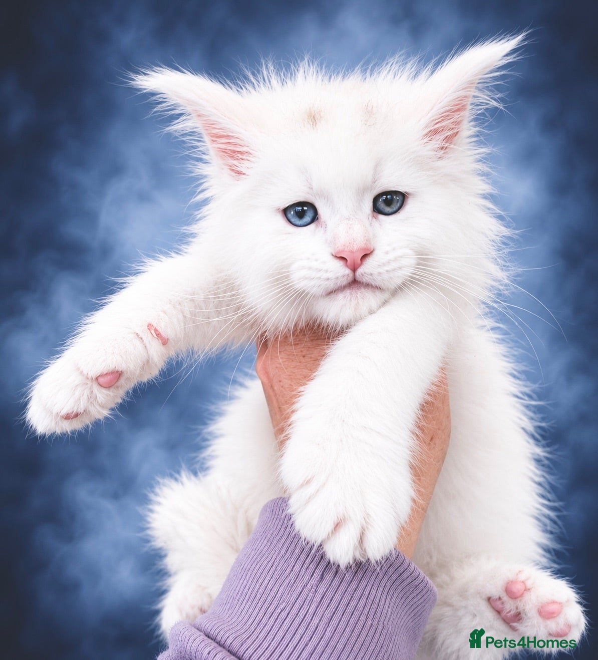Maine Coon cats Anderpride kittens have arrived 📣.  - Advert 1