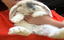 French Lop rabbits for sale: Giant French lop beautiful boy - Image 1