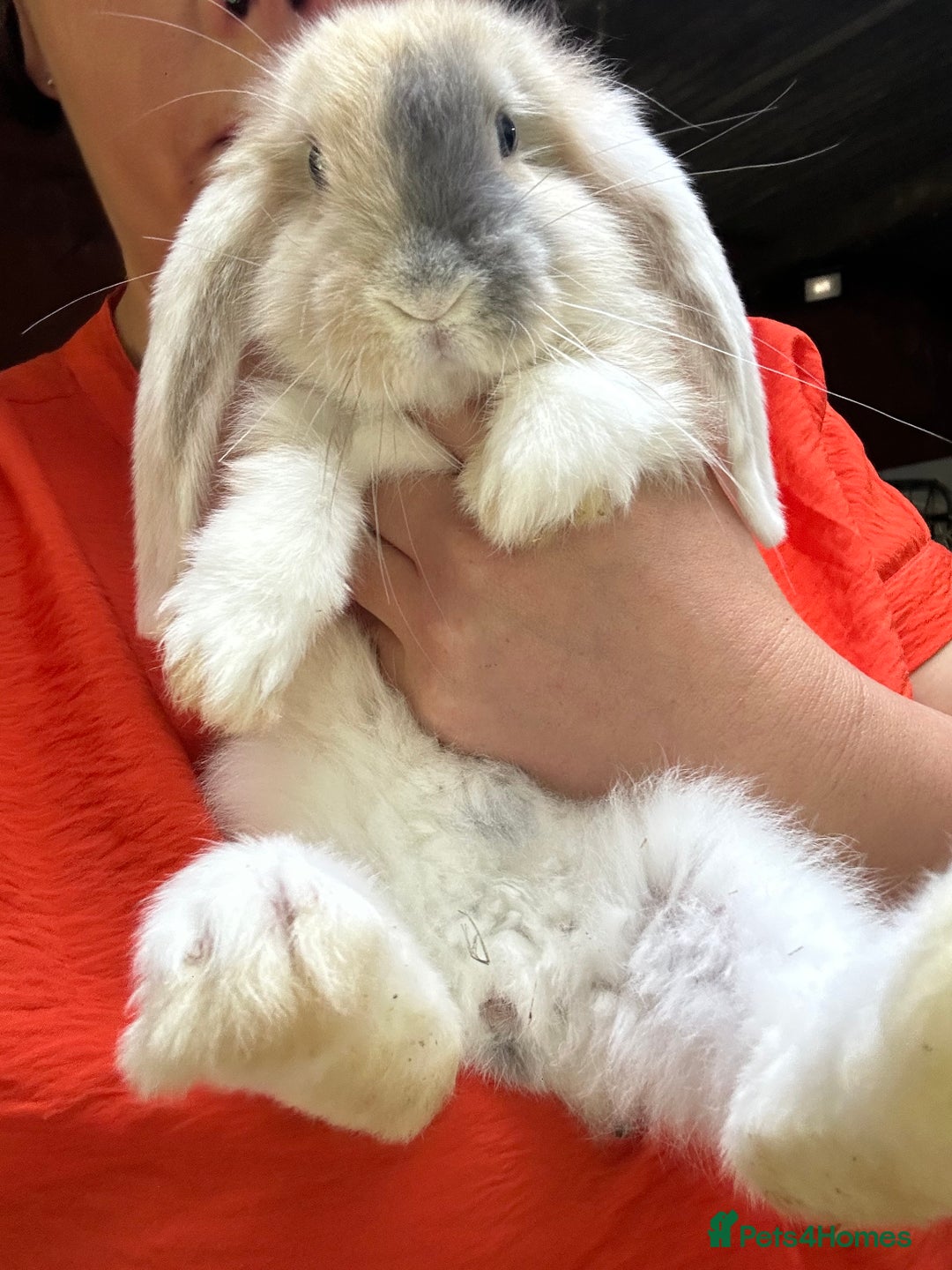 French Lop rabbits for sale: Giant French lop beautiful boy - Image 1