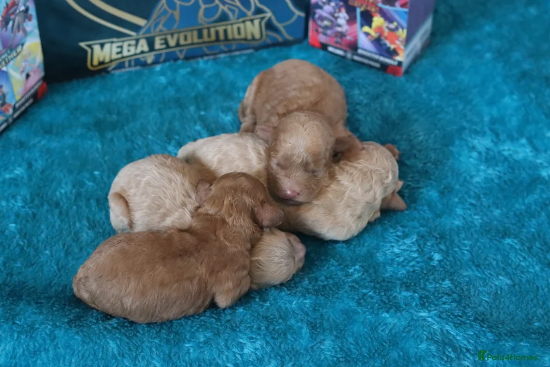 Maltipoo dogs for sale: 4 Maltipoo Puppies - 2 Apricot Girls & 2 Red Boys - Advert 8