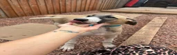 Lurcher dogs for sale: Lurcher puppy - Advert 10