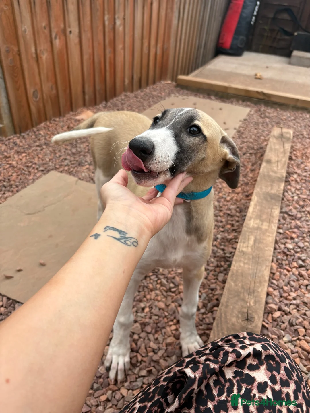 Lurcher dogs for sale: Lurcher puppy - Advert 10
