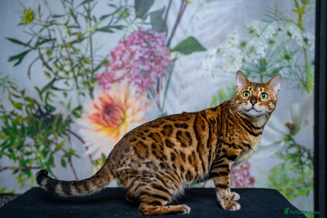 Bengal cats for sale: Stunning Bengal - Sophie. Forever family only. - Advert 4