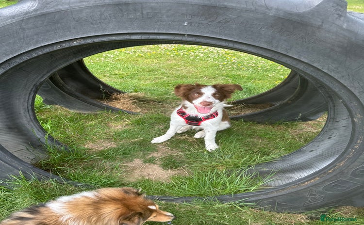 Border Collie dogs - Advert 13