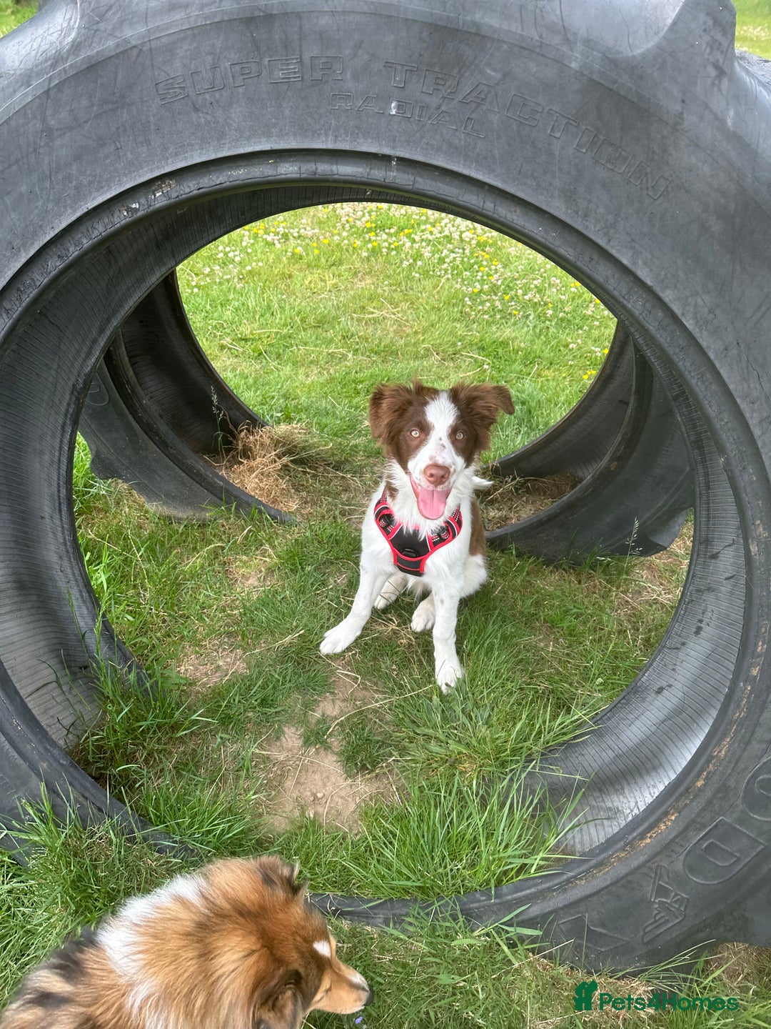 Border Collie dogs for sale: KC Reg Red Border Collie - Image 16