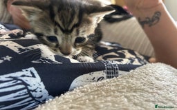Bengal cats for sale: 3 Bengal mix kittens  - Image 16