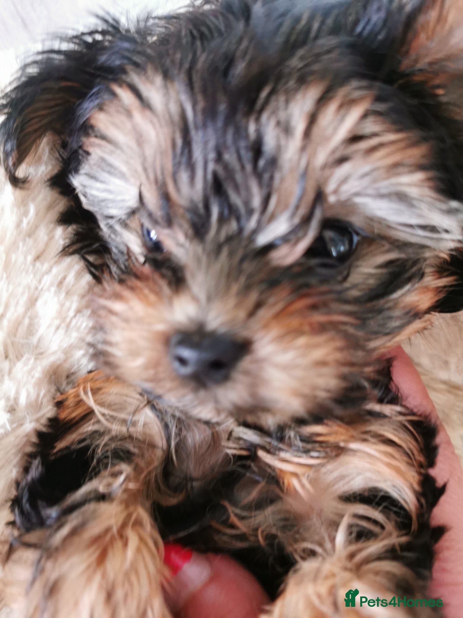 Yorkshire Terrier dogs for sale: for sale  - Advert 6