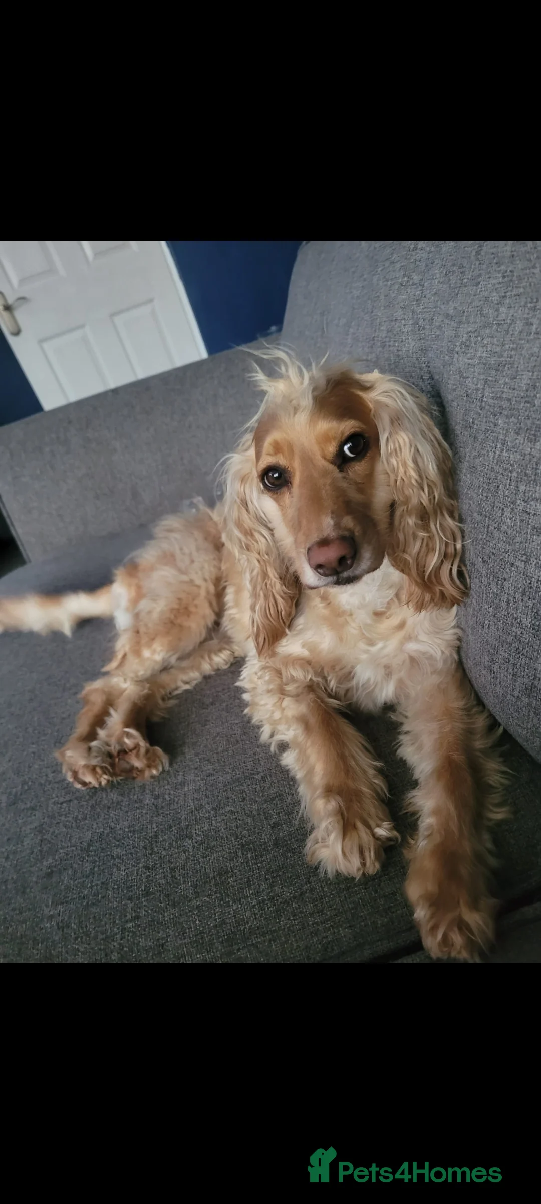 Cocker Spaniel dogs for sale: 2 year old female  - Advert 1