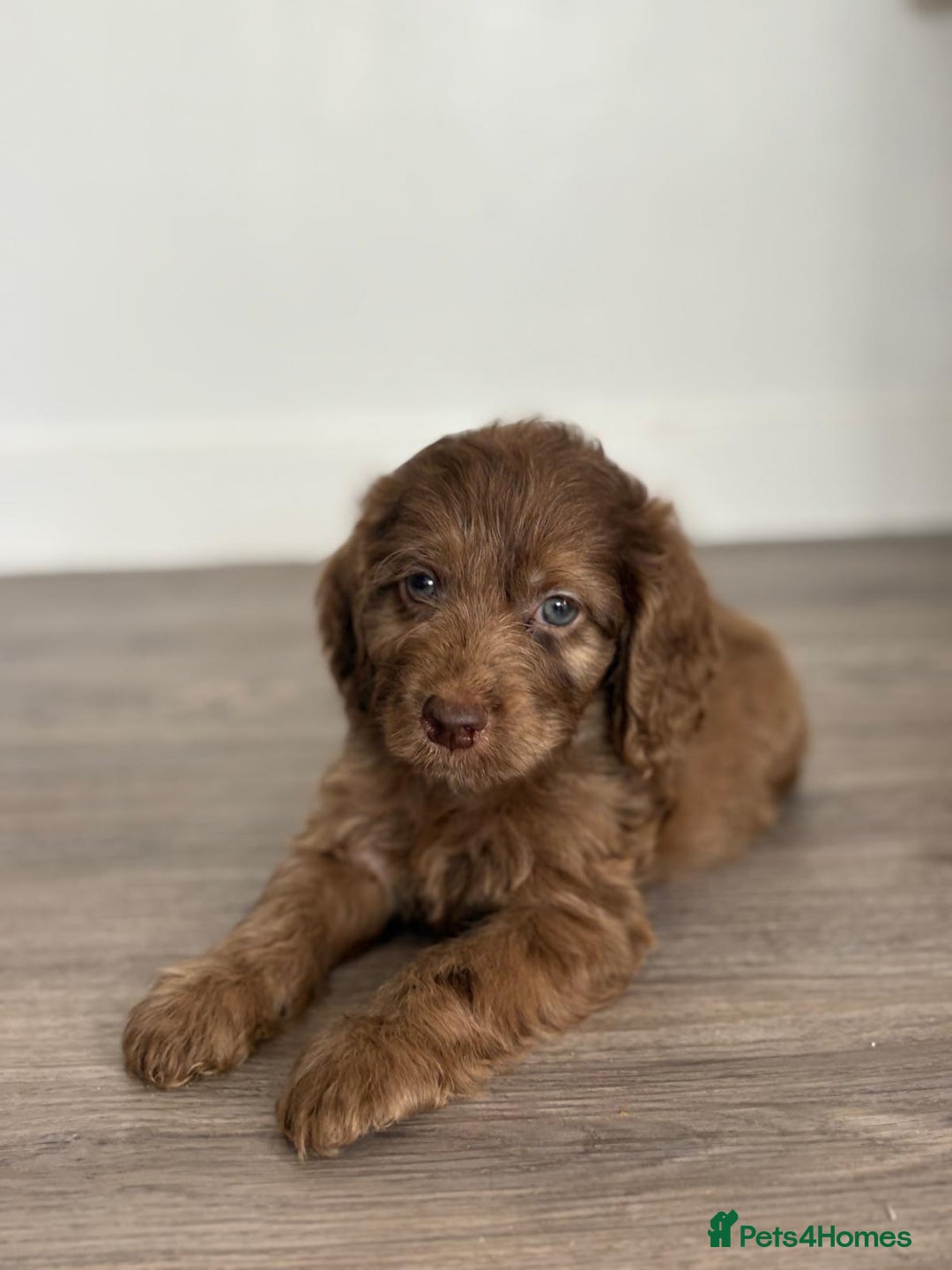 Cockapoo dogs for sale: Cockapoo puppies - Image 3