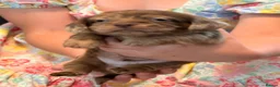 Mixed Breed dogs for sale: Adorable Schweenies puppy’s  - Advert 8